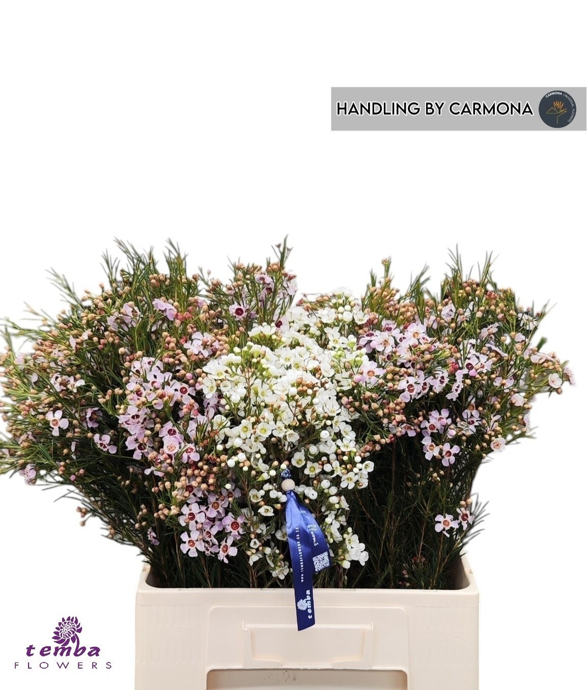 Chamelaucium Mixed In Bucket 60cm 30gram