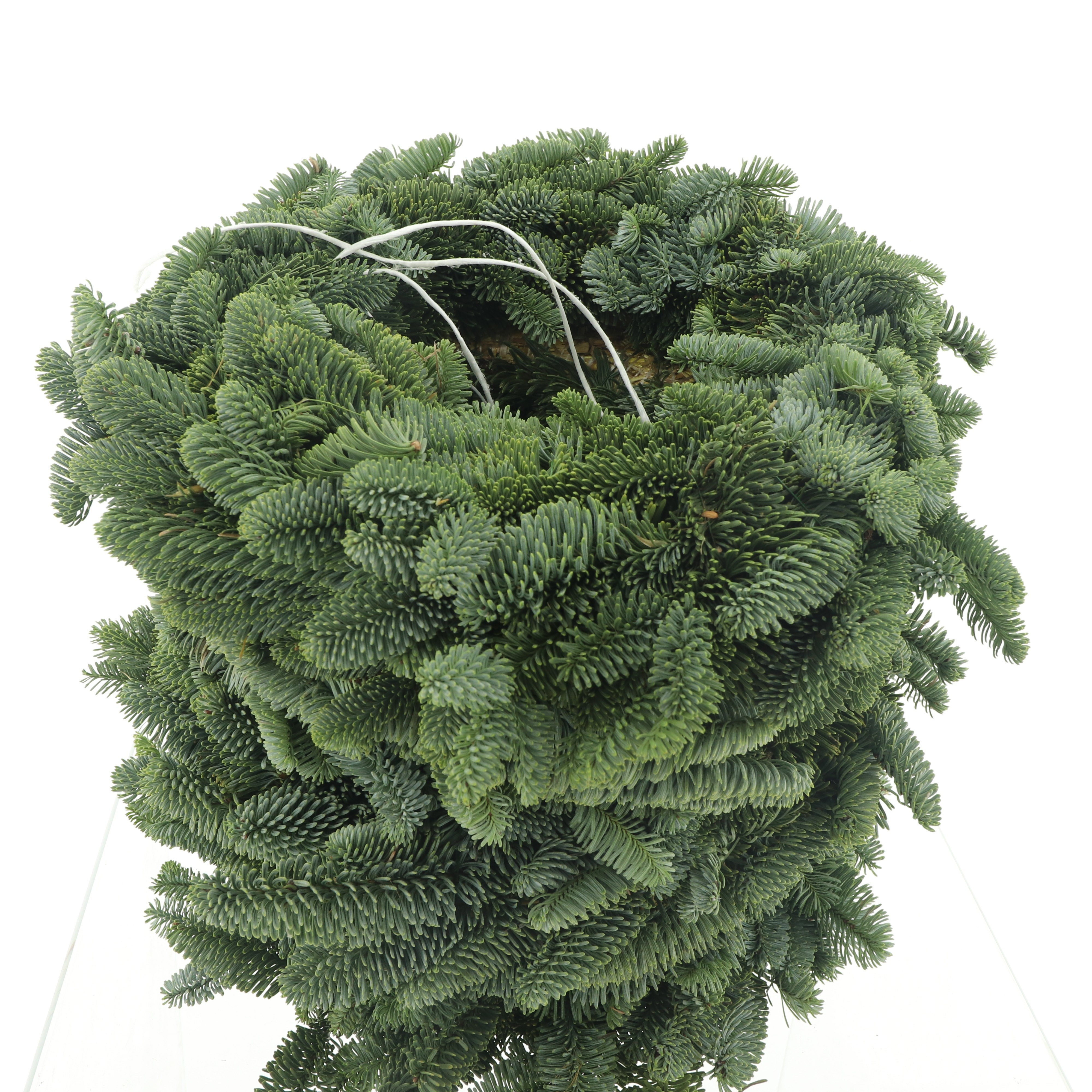 Nobilis Wreath