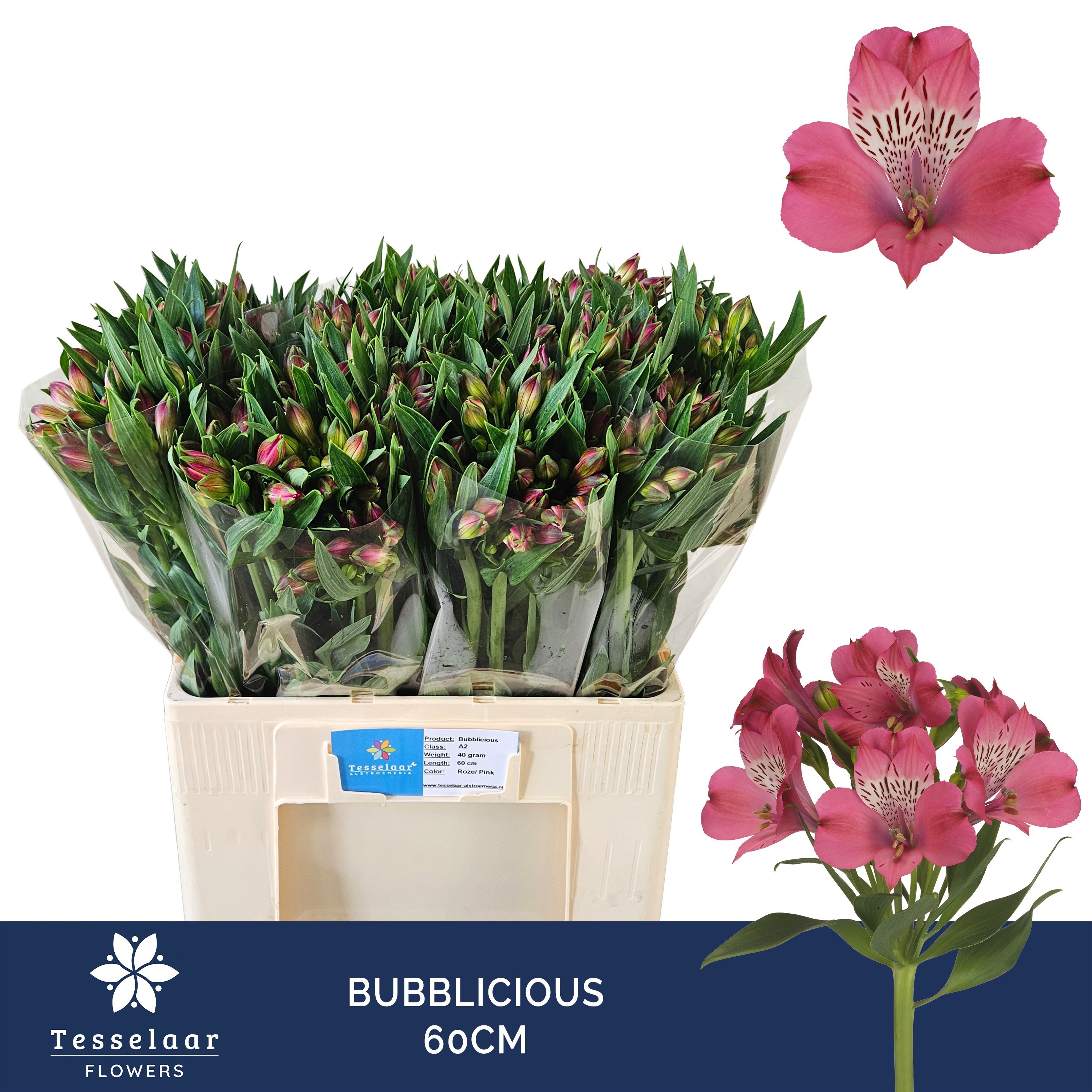 Alstr Bubblicious 60cm 40gram