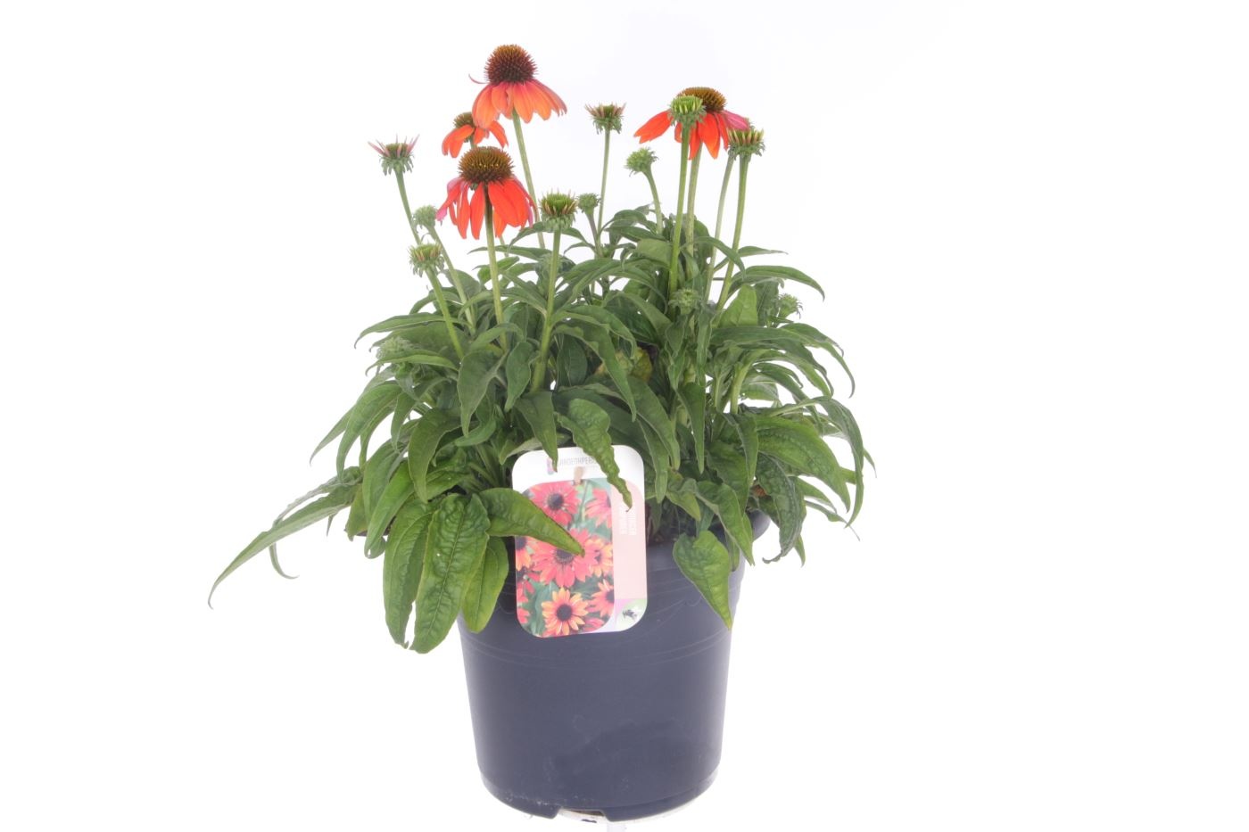 Echinacea purp. Prairie Blaze Orange Sunset