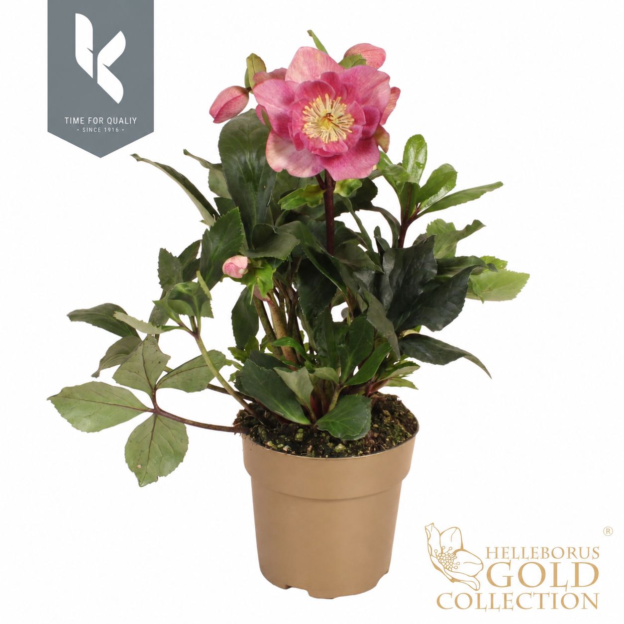 Hgc Helleborus Winter Ballet Frilly Ruby In Gouden
