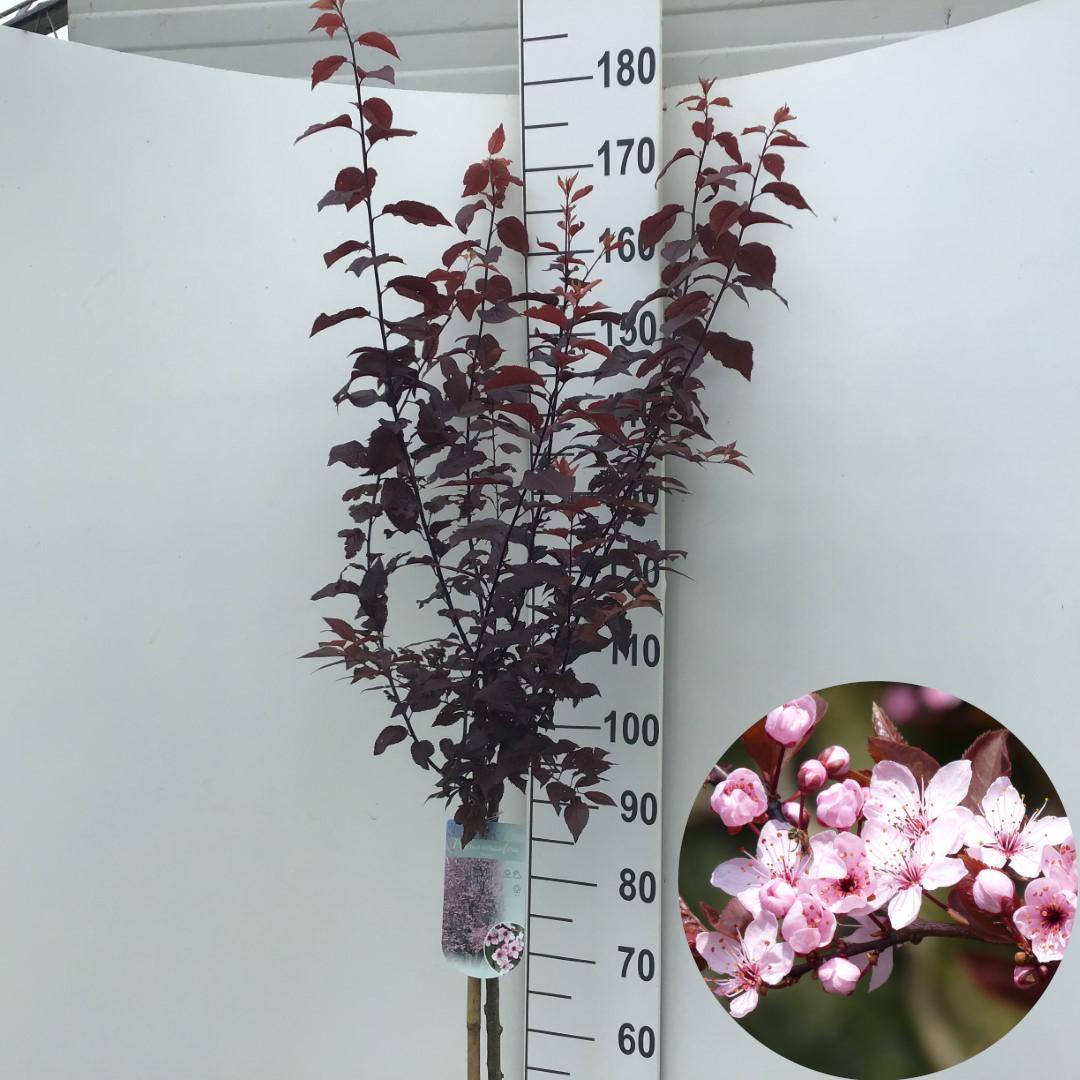 Picture of Prunus cer. Nigra P26 (7.5 Ltr) 90/STD