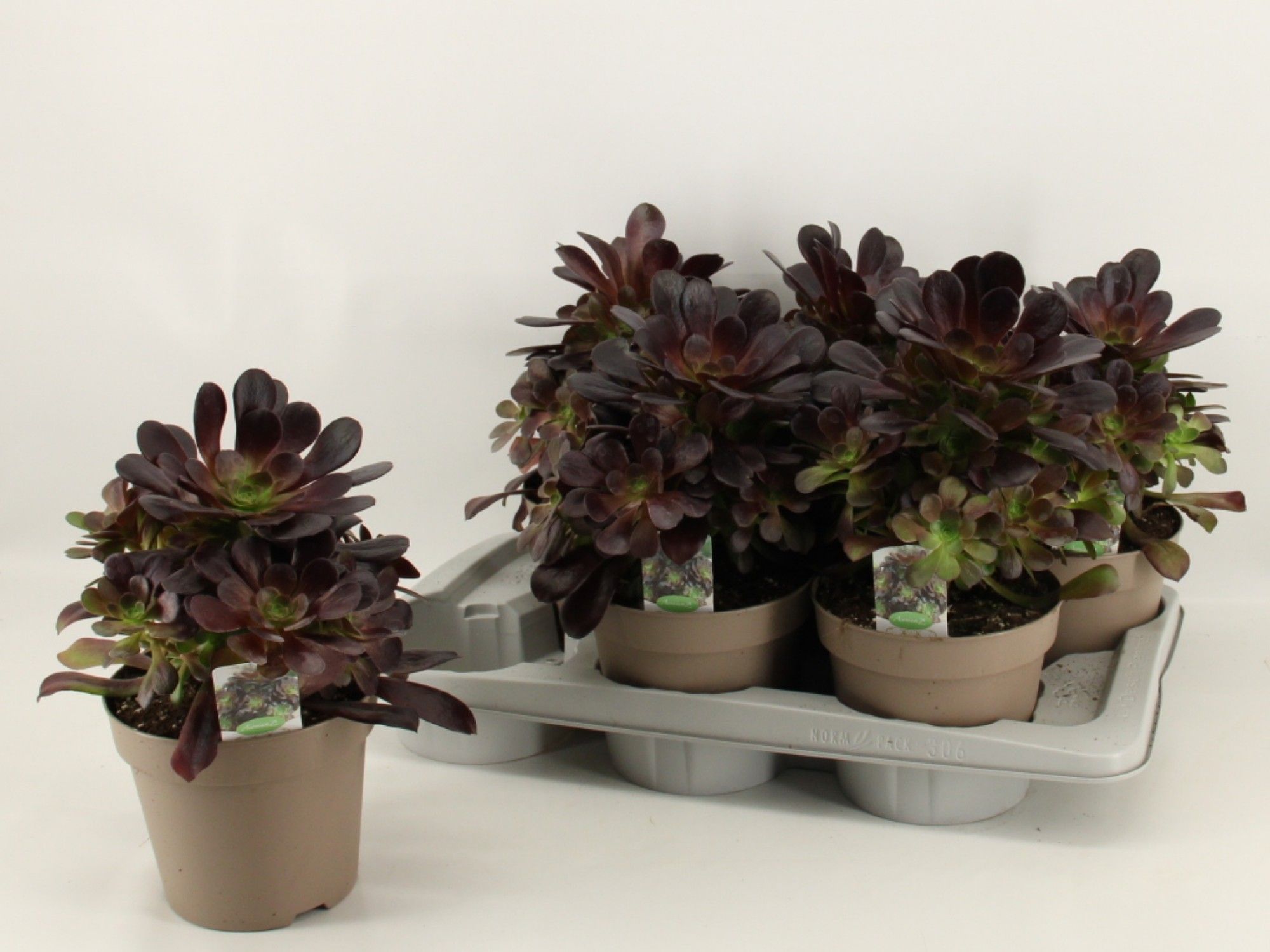 Aeonium arboreum - Aeonium