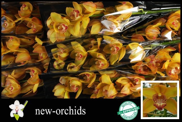 Cymbidium Esther 8/11bl