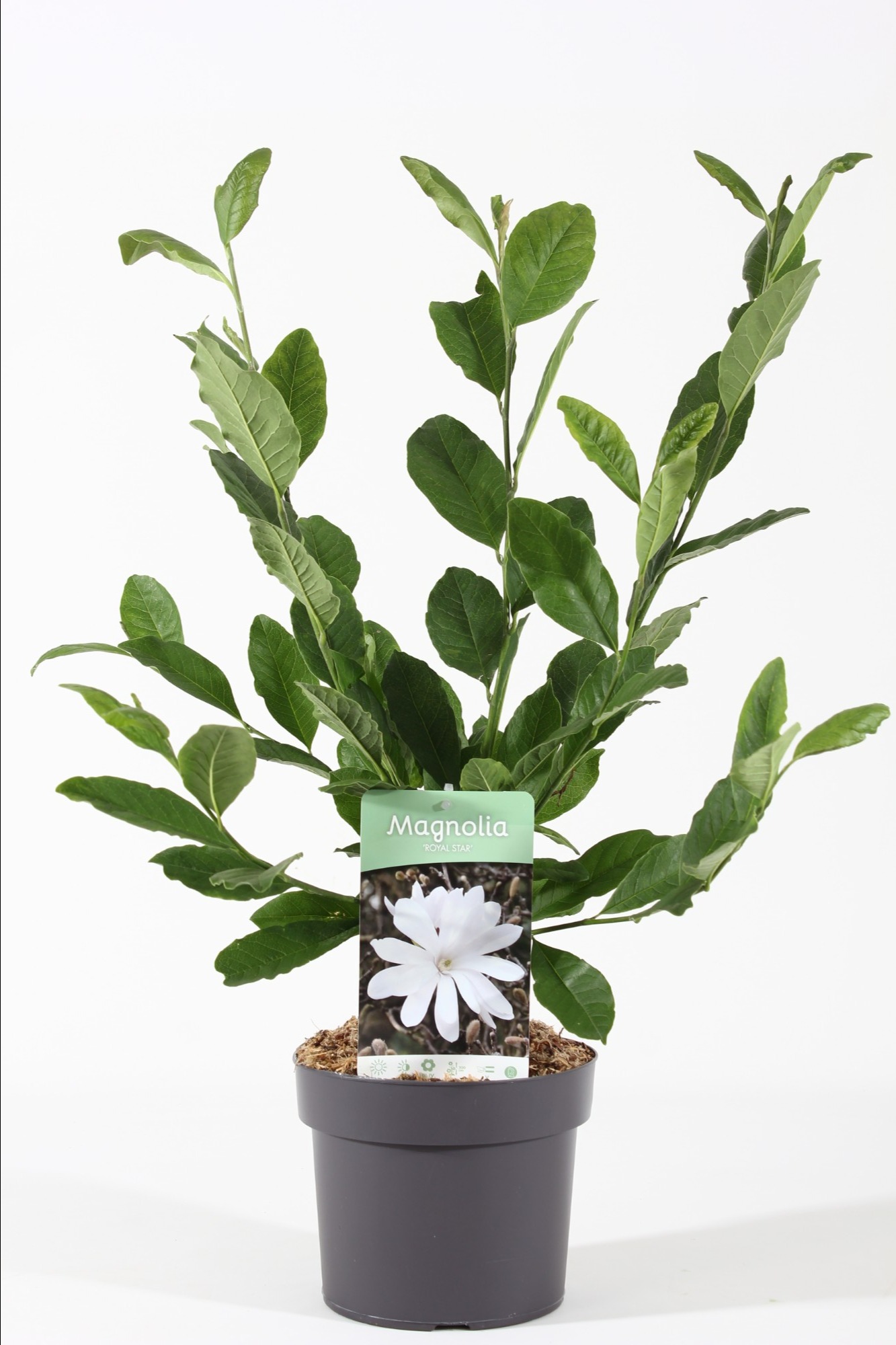 Picture of Magnolia Royal Star P19 (3 Ltr)