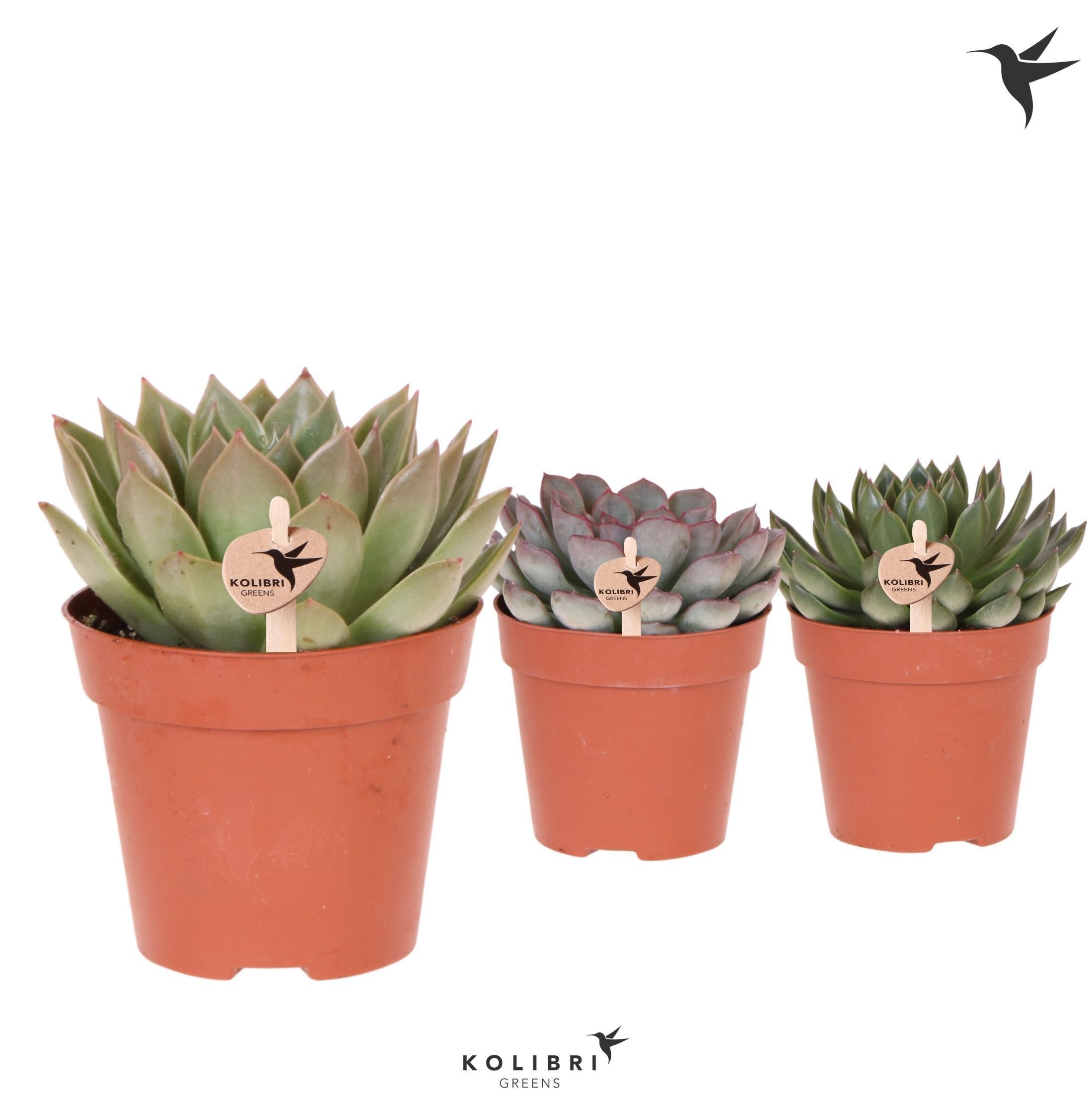 Echeveria Kolibri Greens Succulenten Echeveria mix
