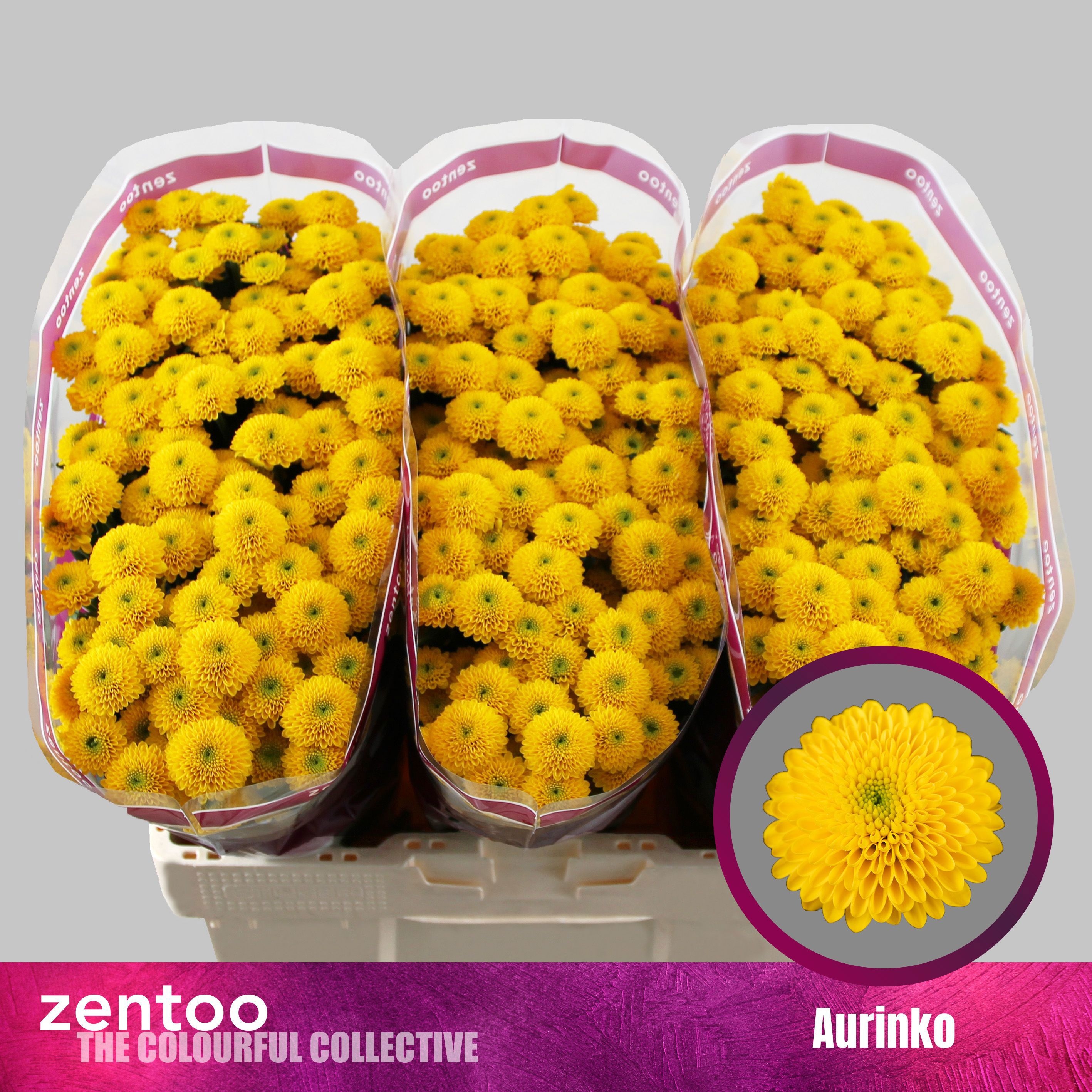 Chrysanthemum Santini Aurinko