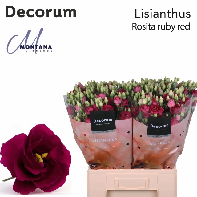 Eust G Rosita Red