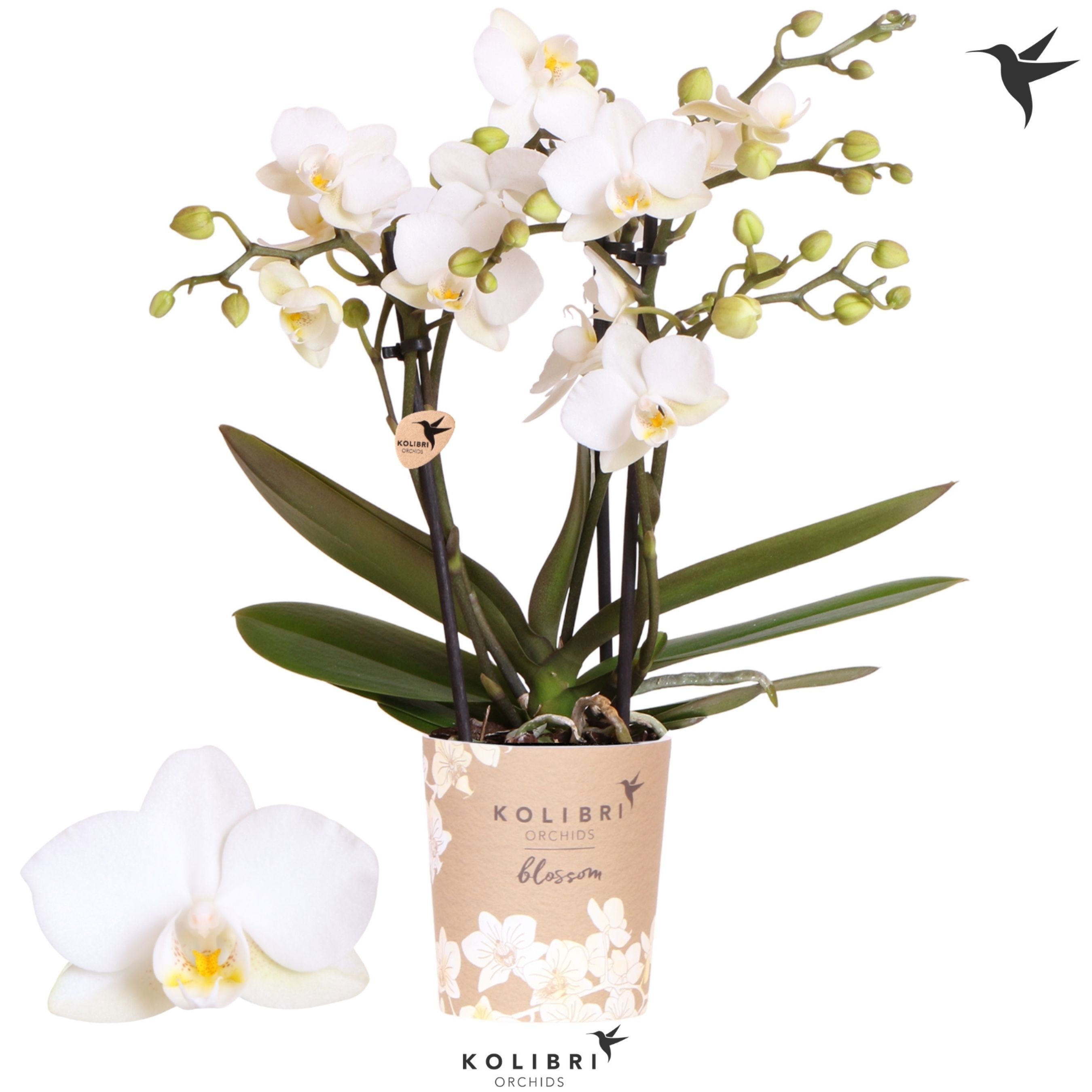 Phalaenopsis Kolibri Orchids Phalaenopsis Blossom Zurich 3 spike