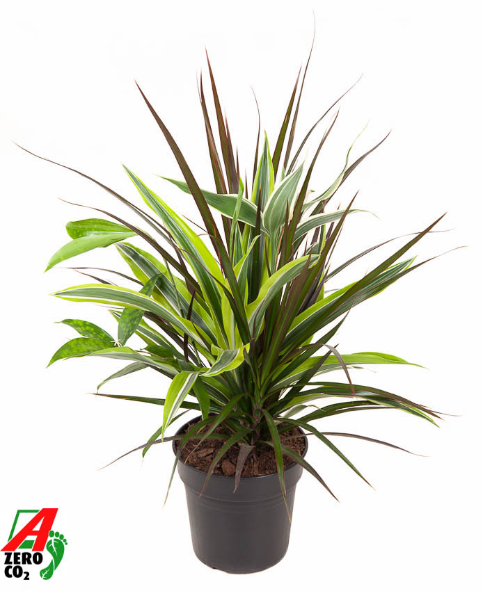 Picture of Dracaena Combo P17 60CM