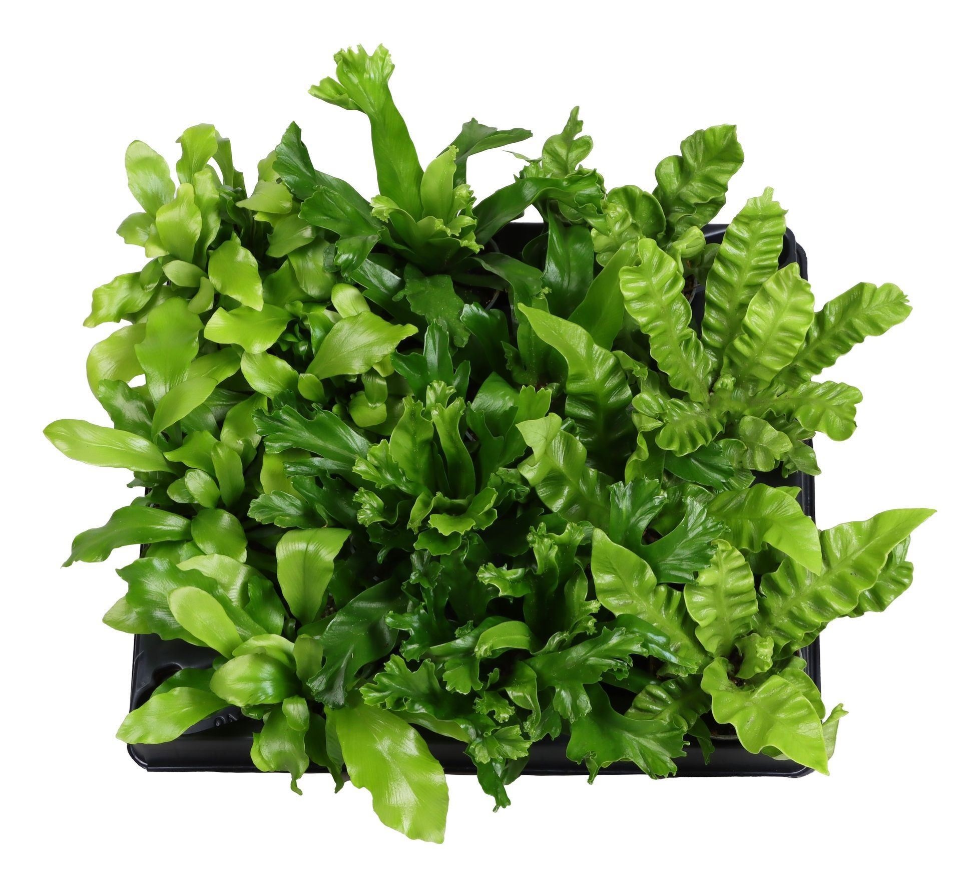 Asplenium Mix