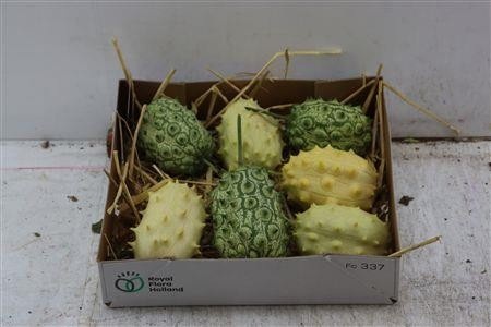 Cucumis Hirsutus