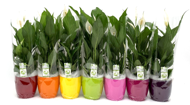 Picture of Spathiphyllum Silvio in Basel ceramic diff colours and wooly 1035wps P16 60CM