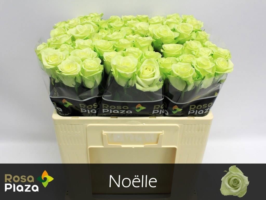 R Gr Noelle!