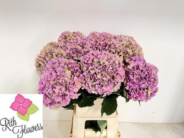 Hydrangea Royal Parade Classic 80cm 24Ø