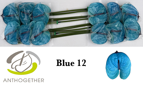 Anth A Klb 'blue' H% 12