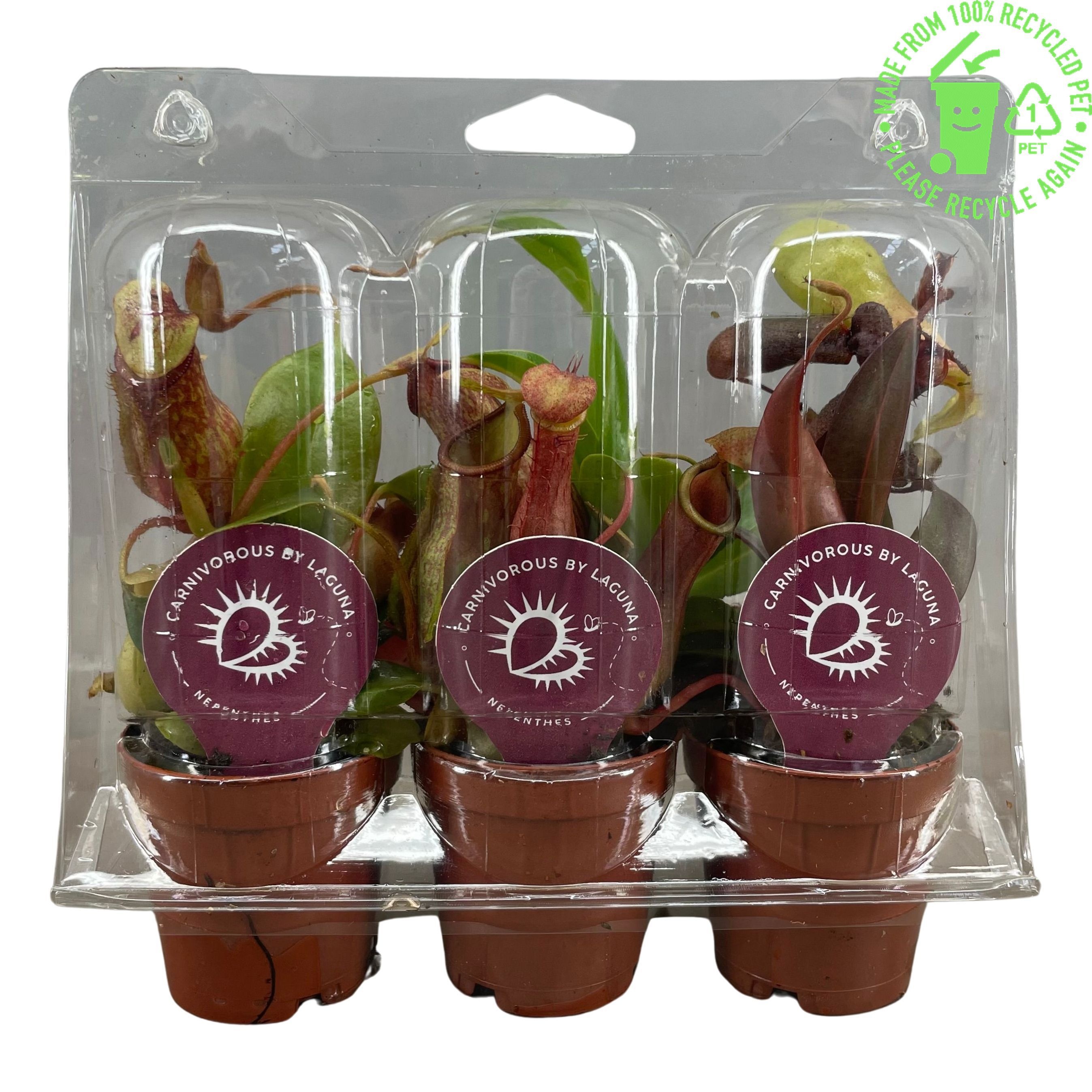 Nepenthes mix , 3 stuks in transparante blister