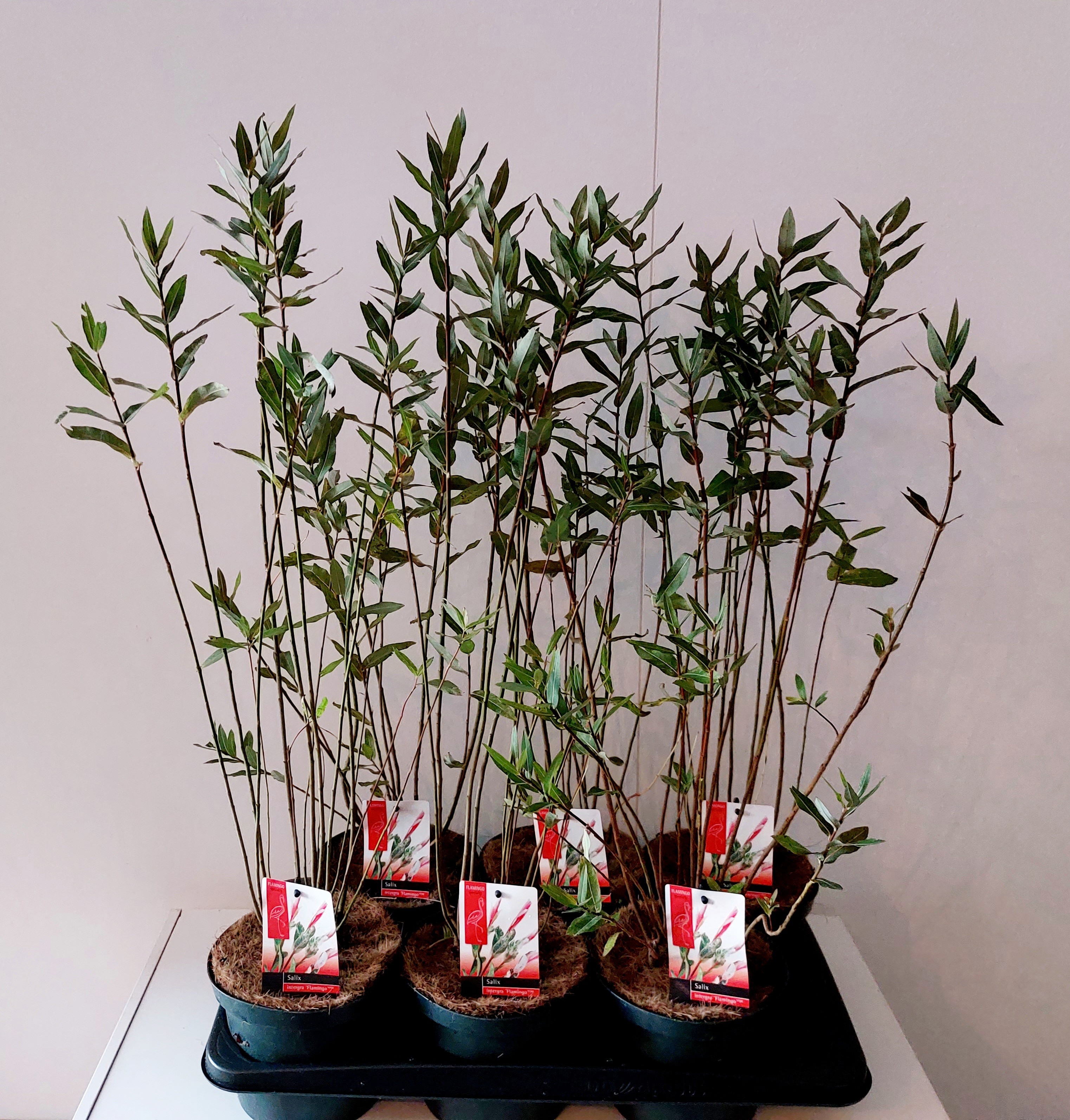 Picture of Salix Flamingo bush p17