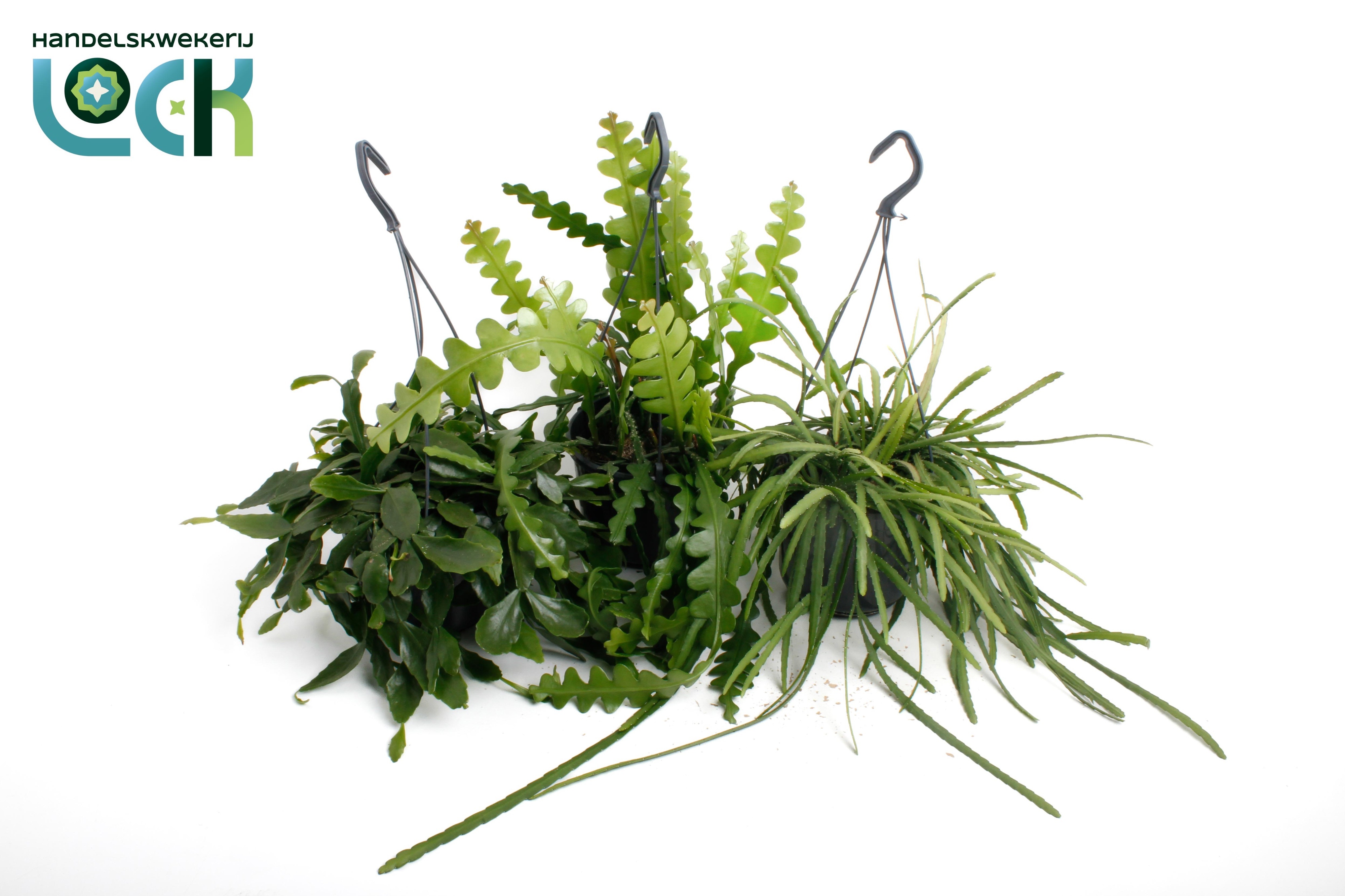Rhipsalis Ov 15Ø 35cm