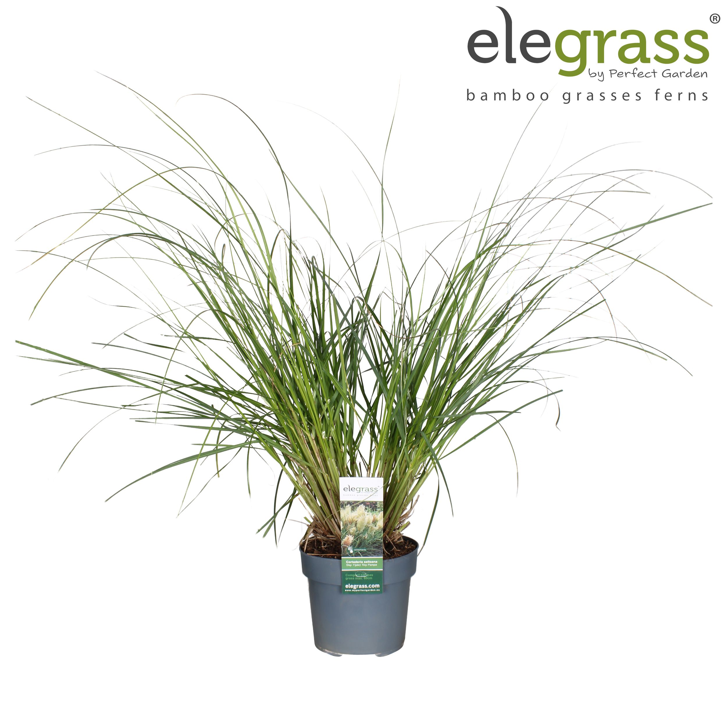 Picture of Cortaderia selloana 'Tiny Pampa' P19