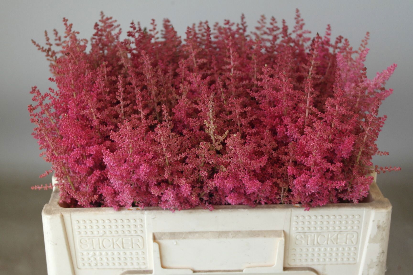 Astilbe Else Schluc 50cm