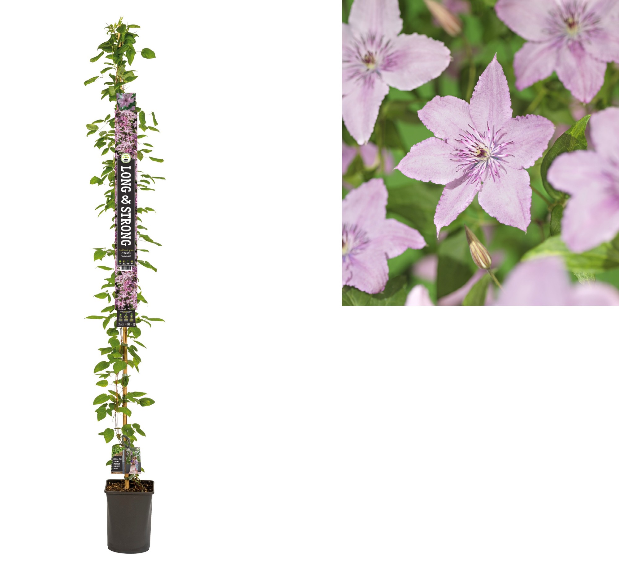 Picture of Clematis Hagley Hybrid +Long & strong label P23 210cm