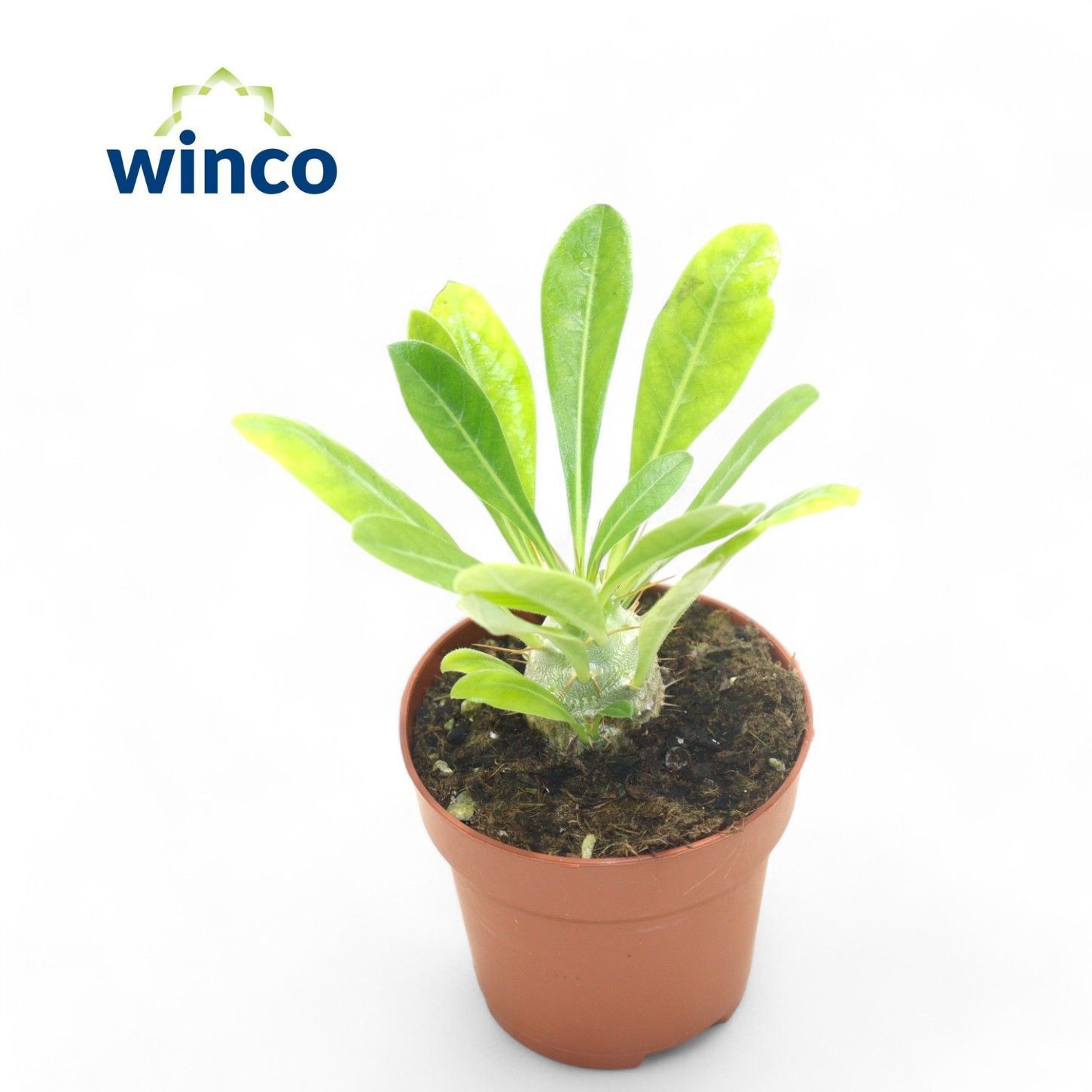 Pachypod Ov 508P 15H