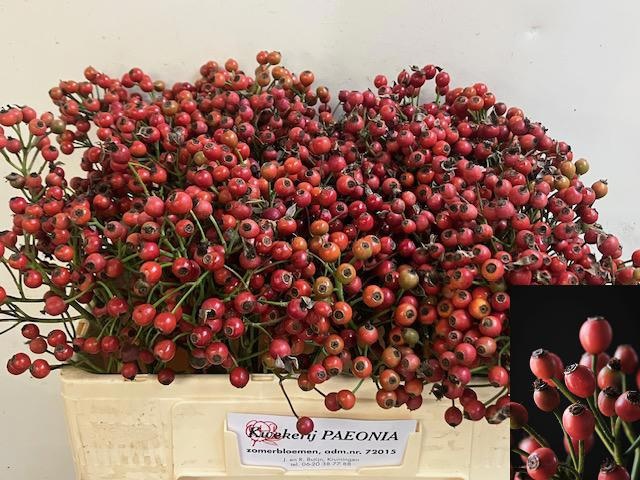 Rosa Passoa 50cm