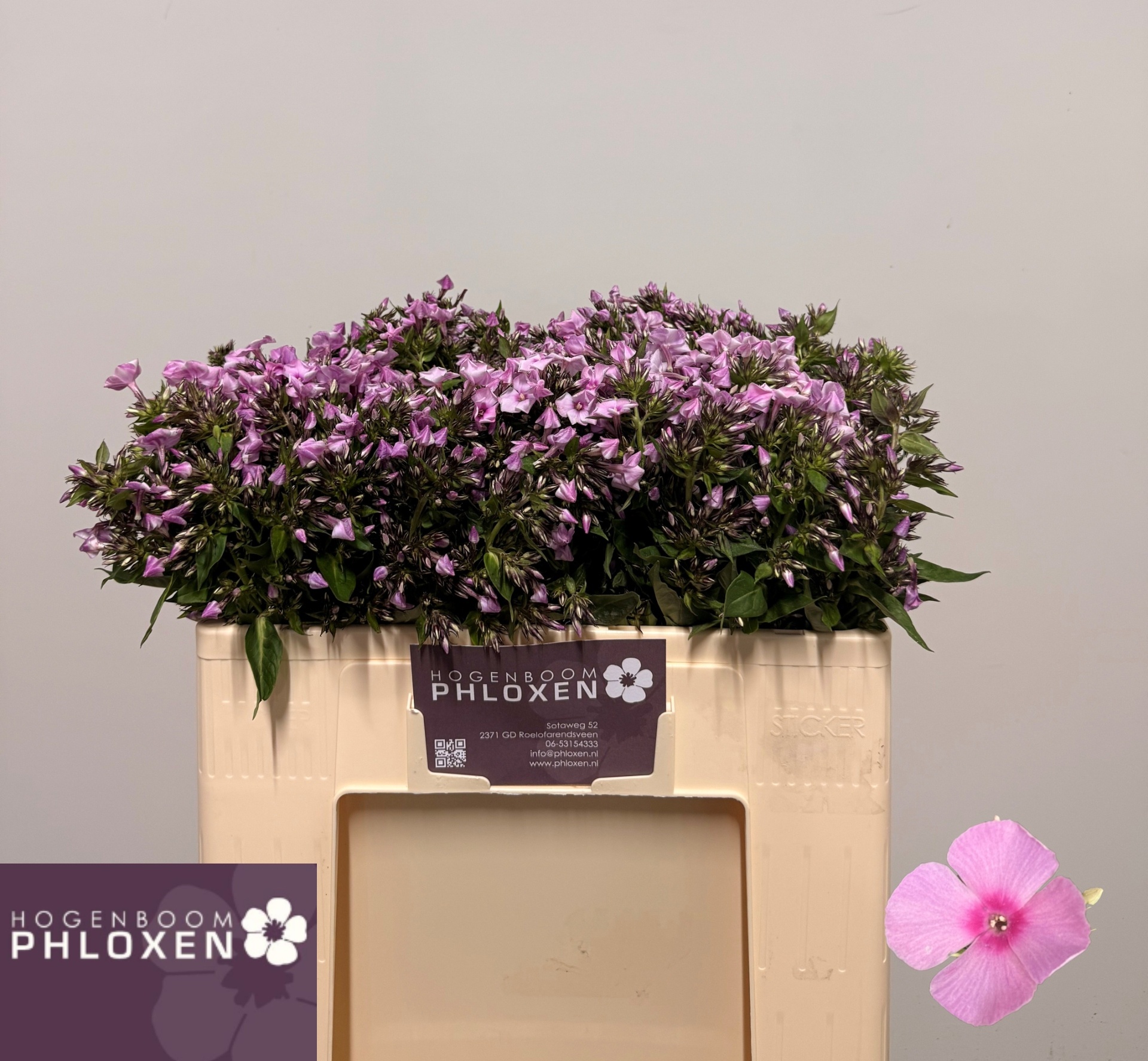 Phlox P Sweet Lexy 50cm