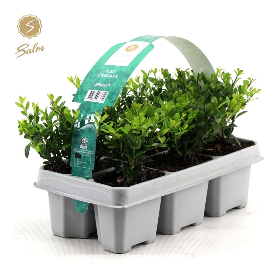 Picture of Ilex crenata 'Jenny'® 6-Pack