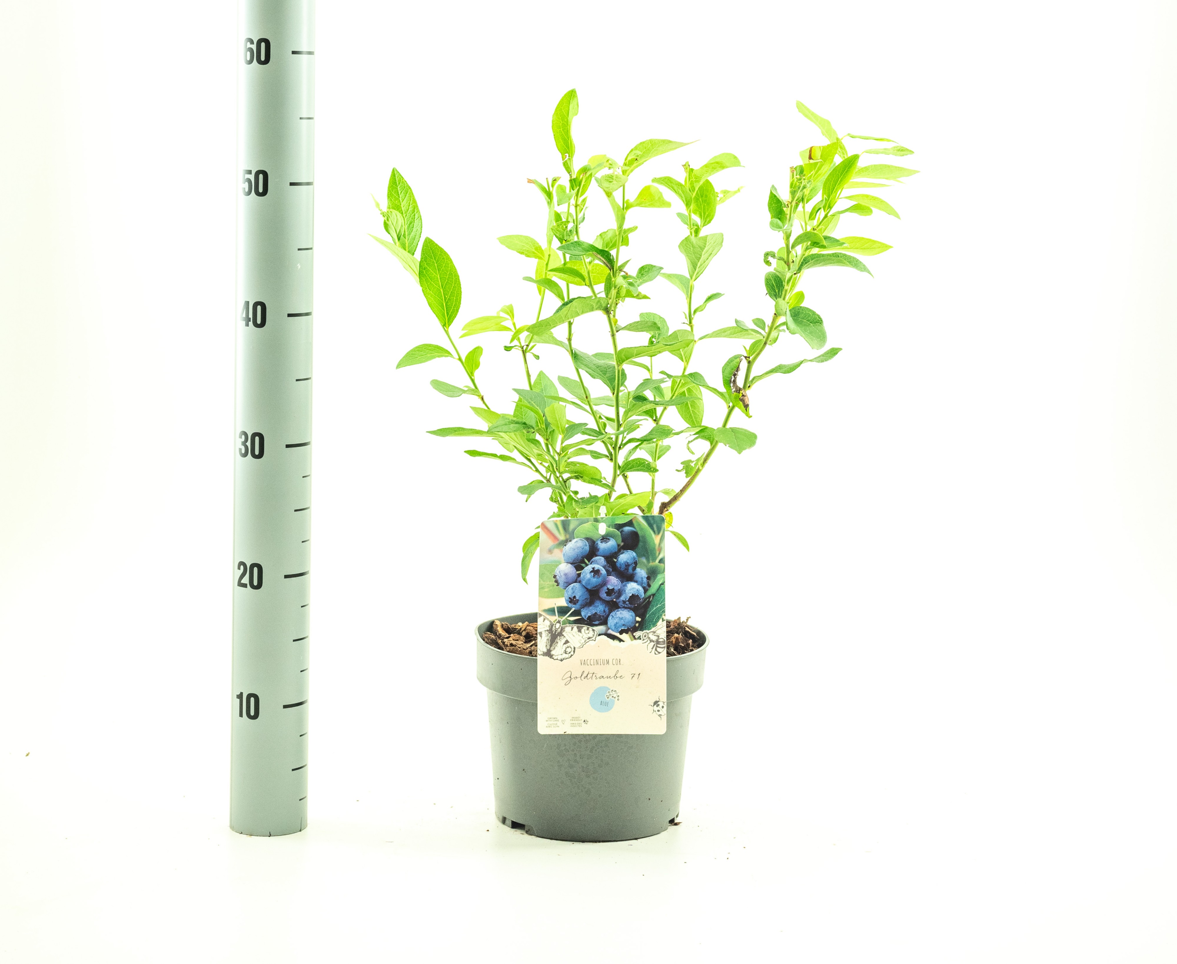 Picture of Vaccinium corr. Goldtraube 71 P19 (3 Ltr)