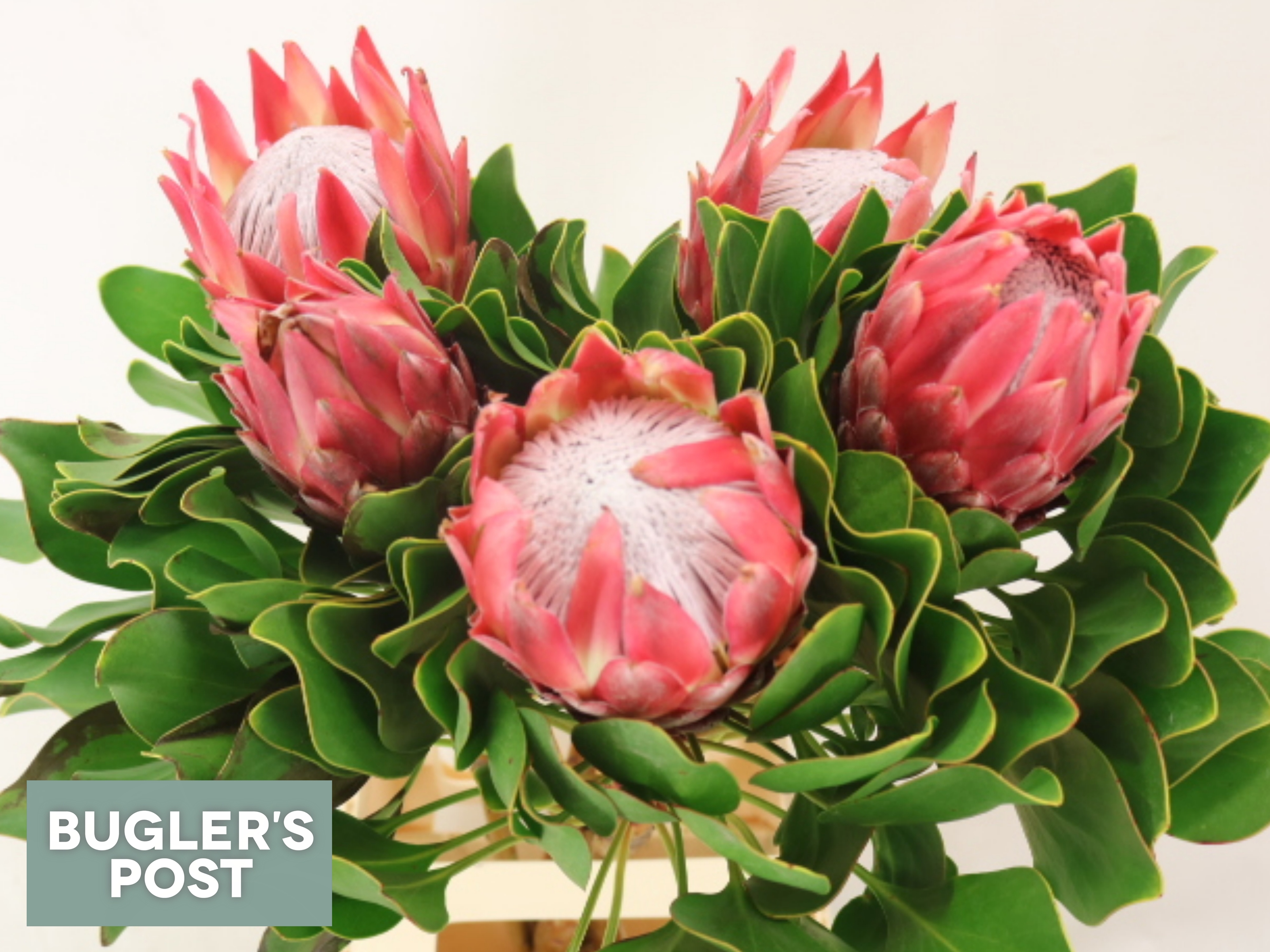 Protea Red Rex 80cm