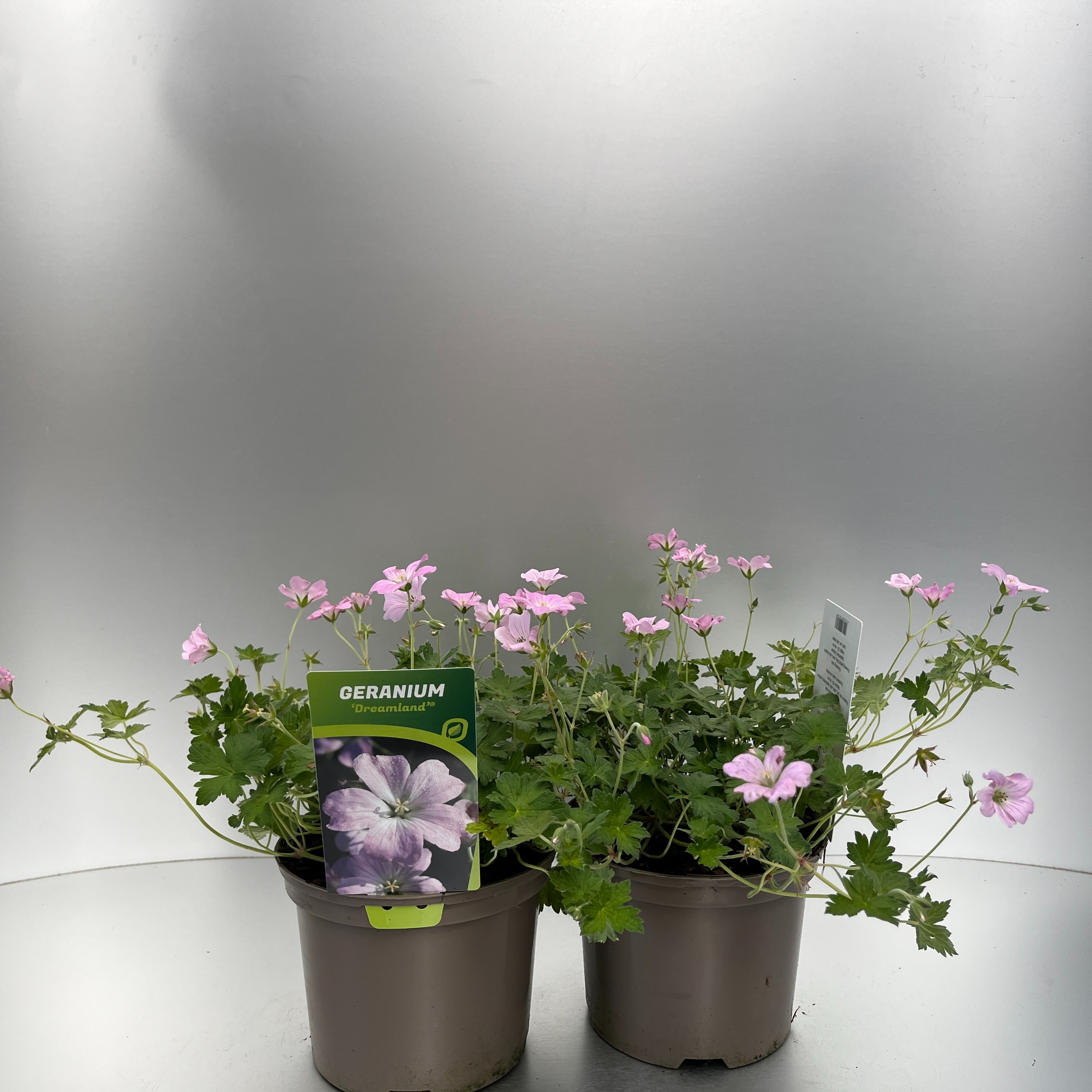 Picture of Geranium Dreamland P17 (2 Ltr)