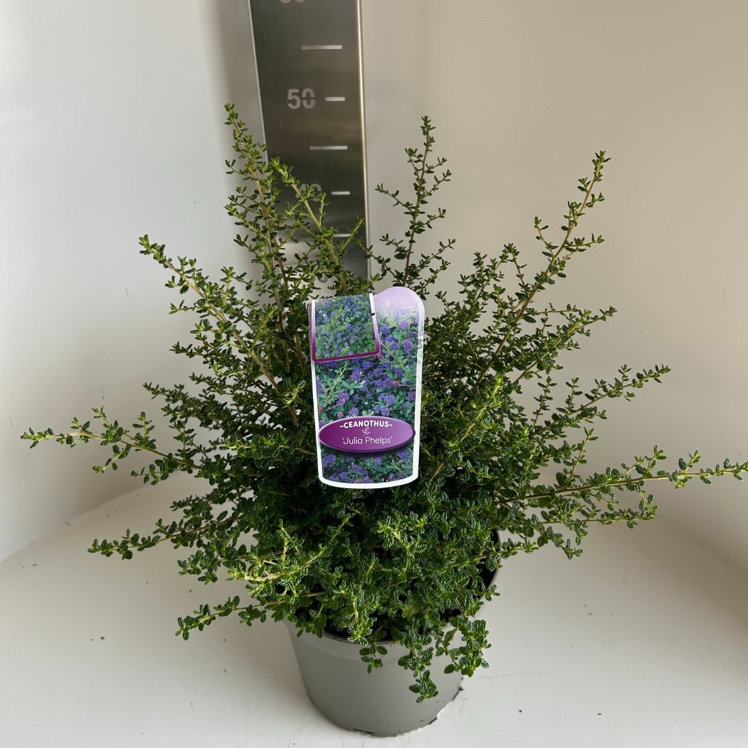 Picture of Ceanothus Julia Phelps P23 (5 Ltr) (LOOSE)