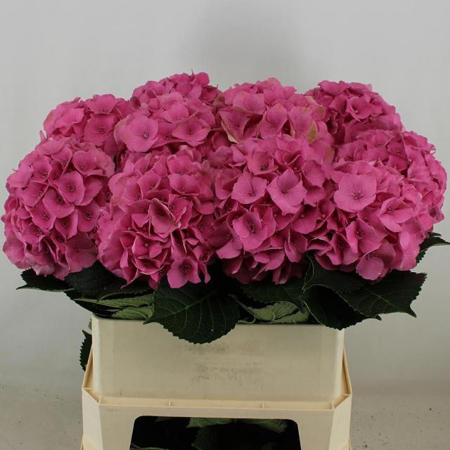 Hydrangea Royal Palace 80cm 21Ø