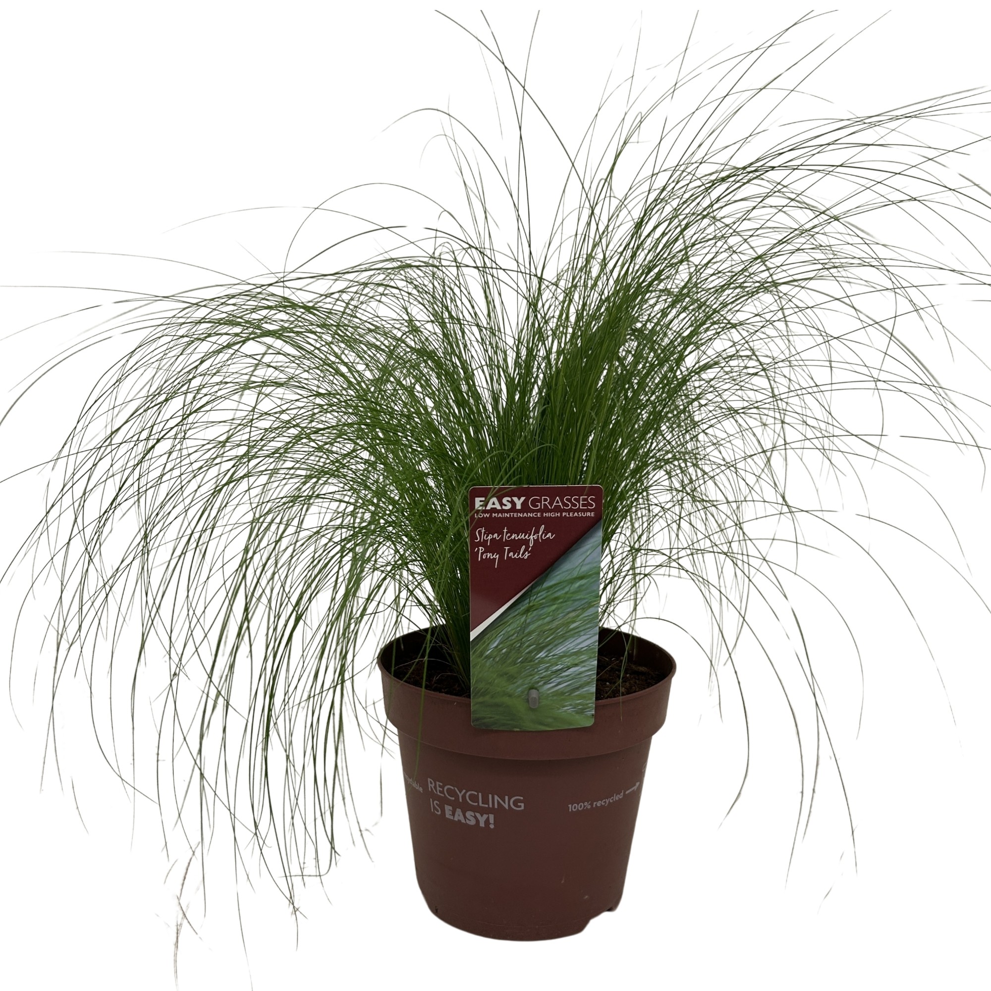 Picture of Stipa tenuifolia Pony Tails