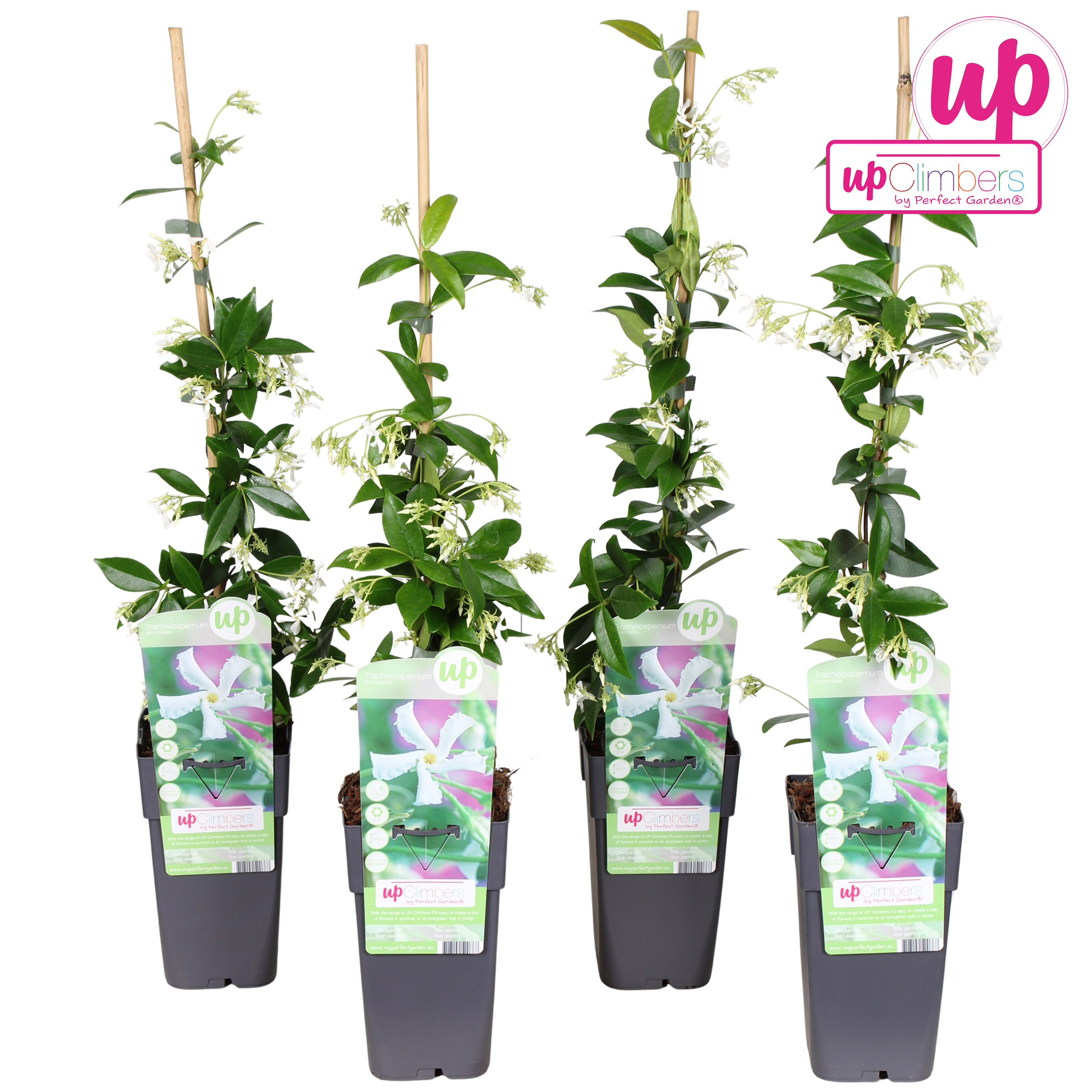 Picture of Trachelospermum Jasminoides P15