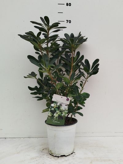 Pittosporum tobira