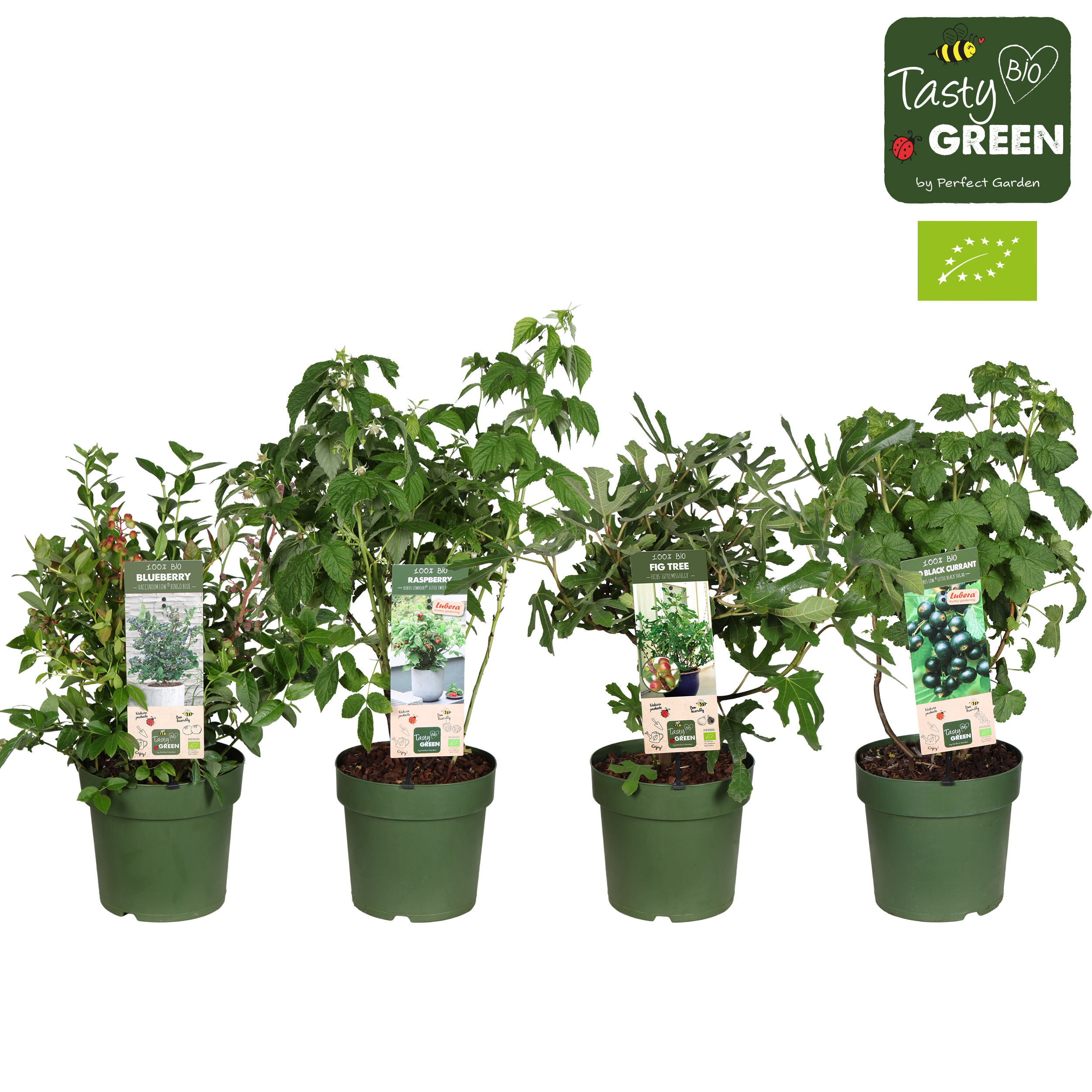 Picture of Terrace fruit in varieties P23 (5 Ltr) organic