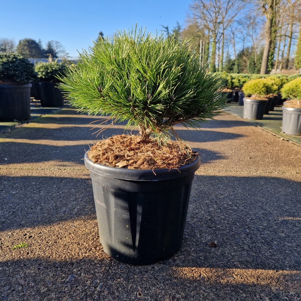 Picture of Pinus nigra Marie Bregeon C8 25/30