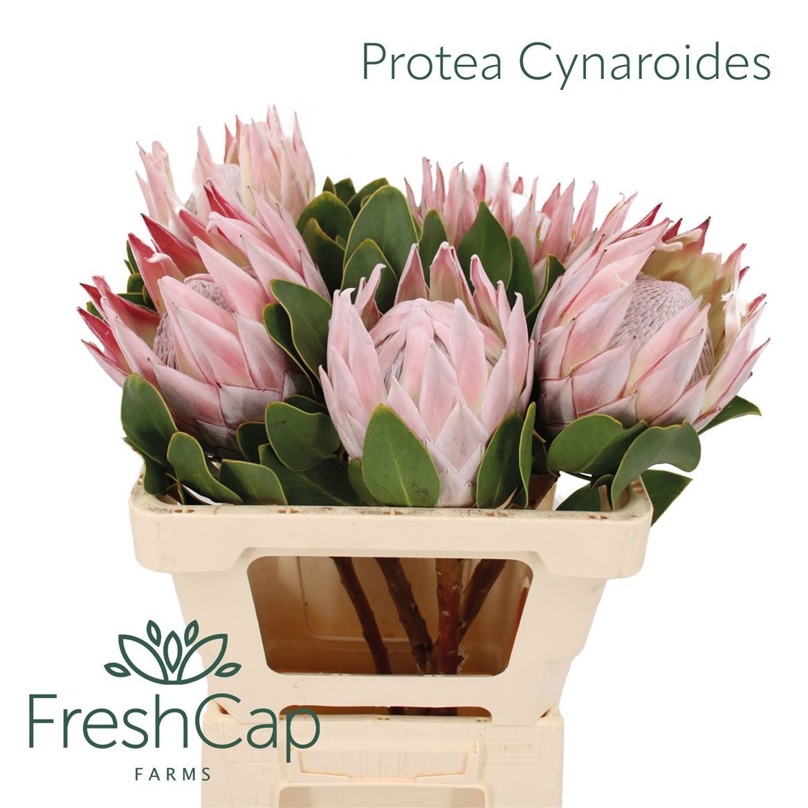 Protea Cynaroides
