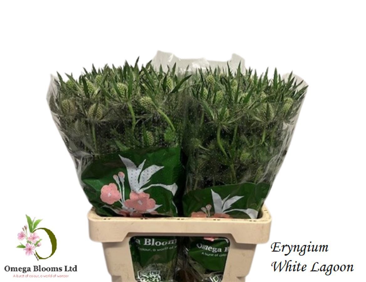 Eryngium White Lagoon 60cm