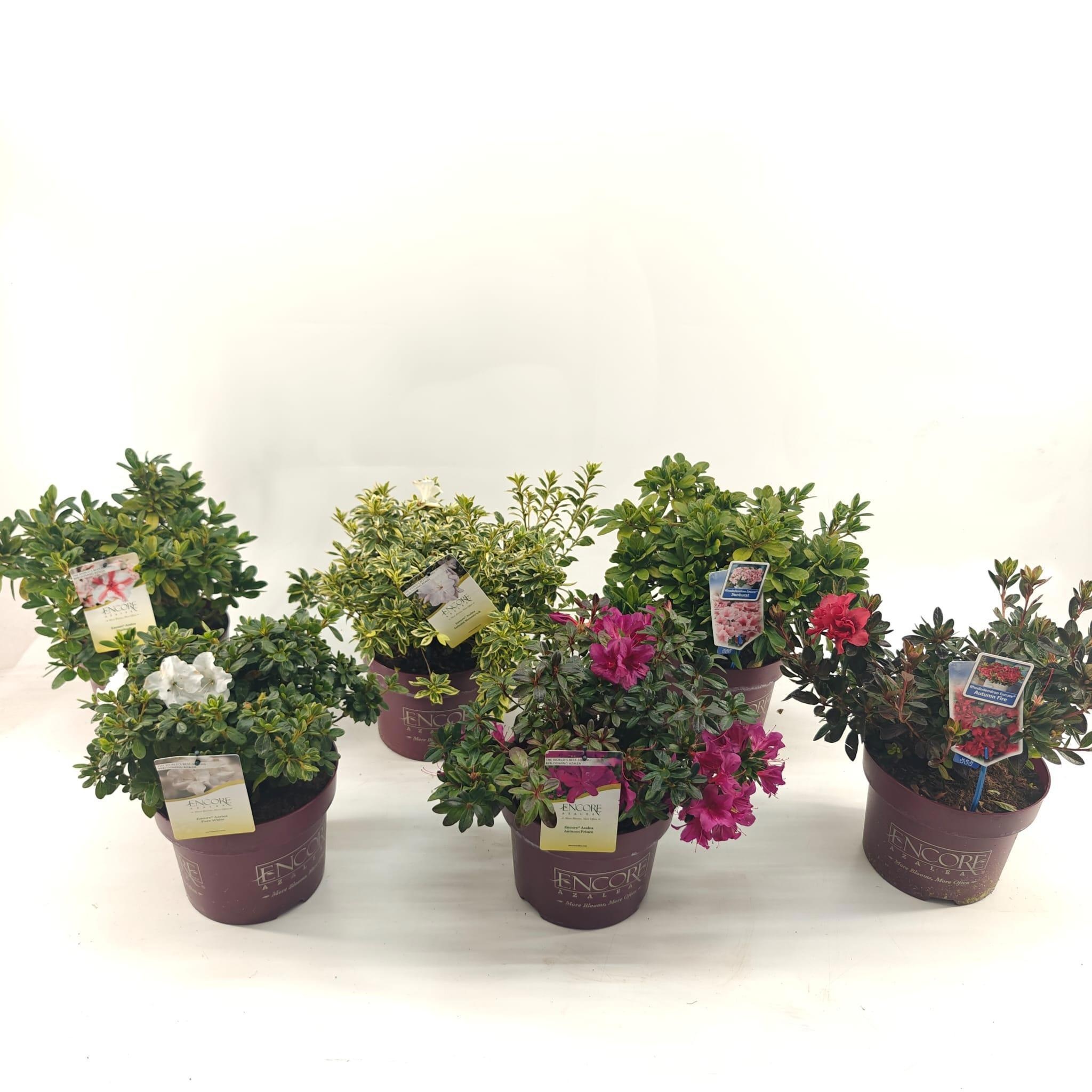 Picture of Rhododendron ENCORE® MIX P23