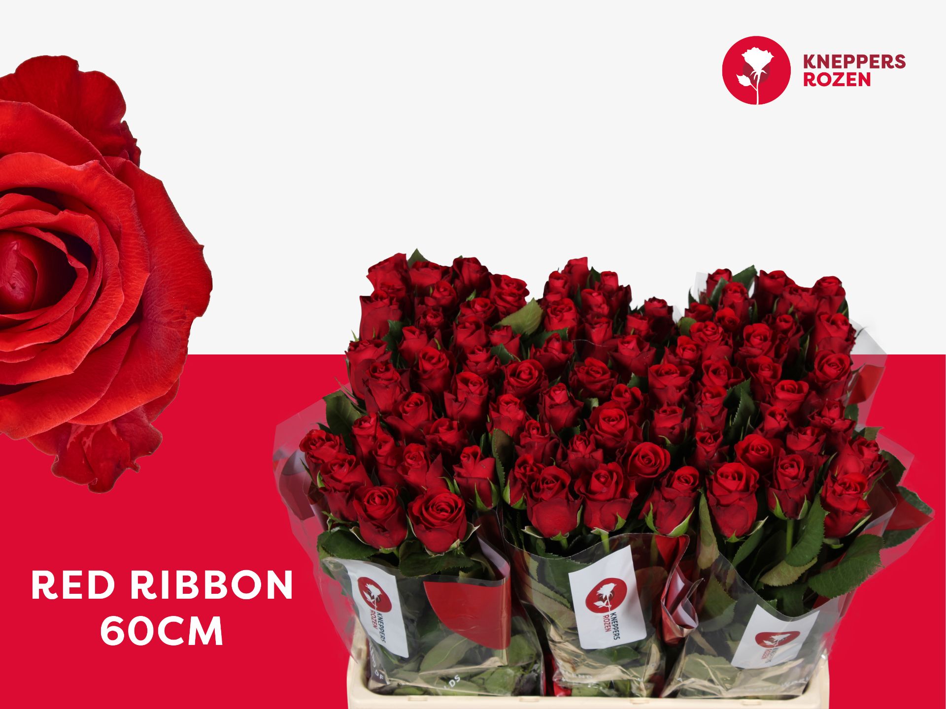 R Gr Red Ribbon