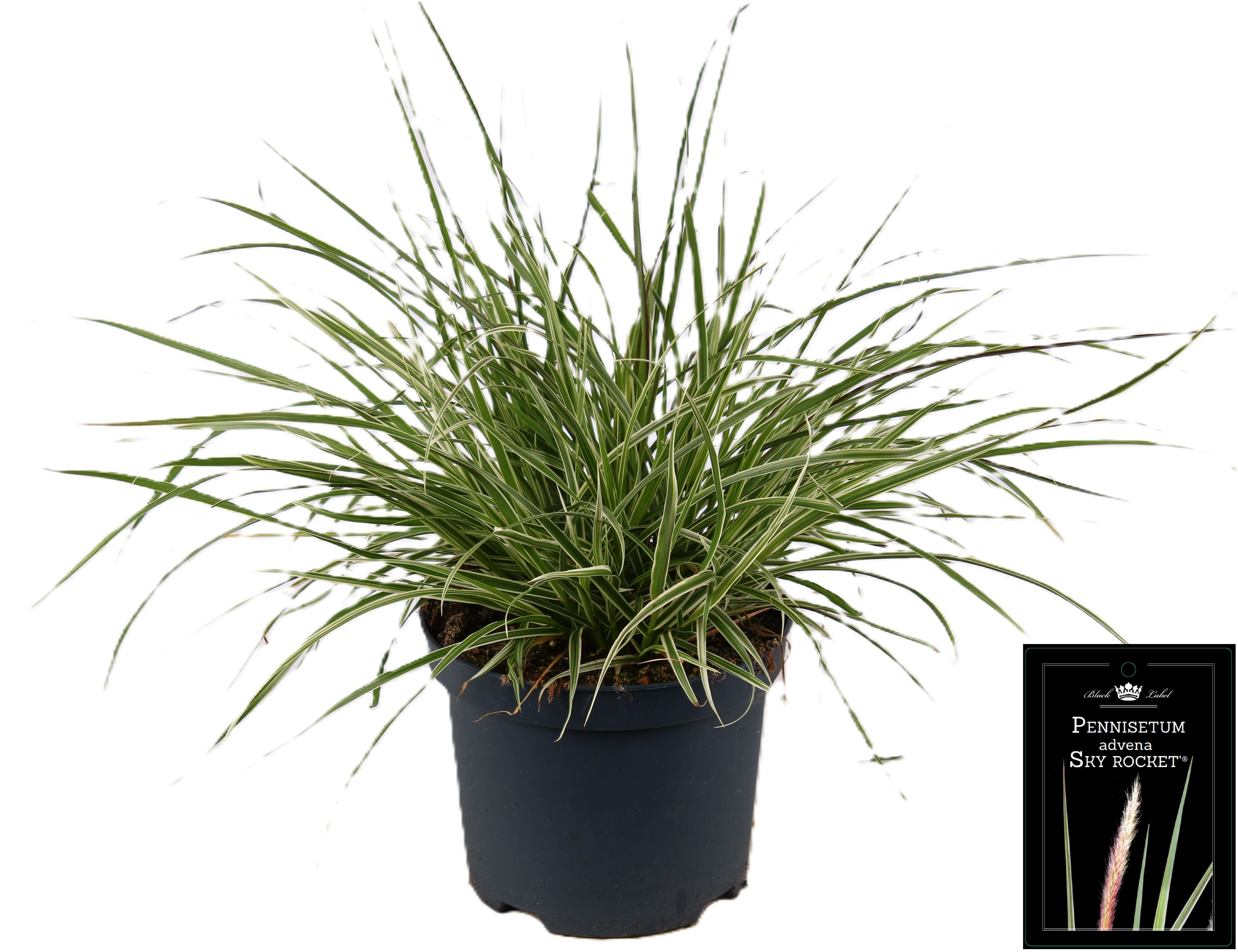 Picture of Pennisetum x advena Sky Rocket