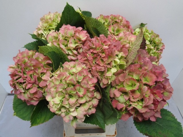 Hydrangea Verena Classic Pink 60cm 19Ø