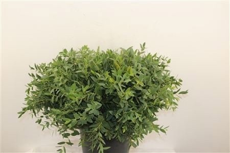Euc Parvifolia P Bs 55L.cm 100gram