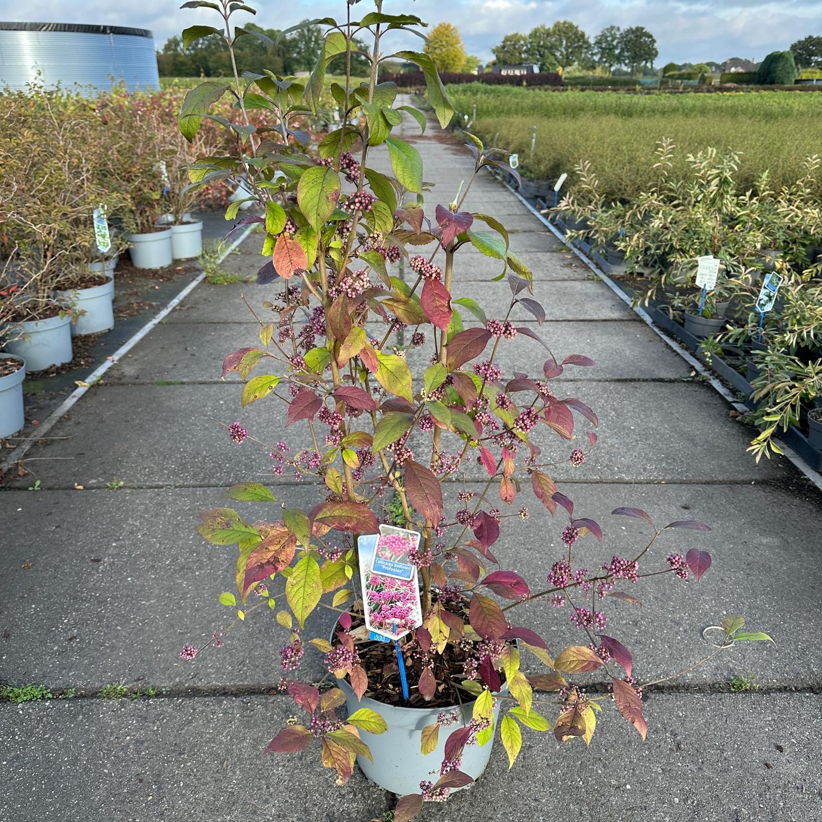 Picture of Callicarpa bodinieri Profusion P29 (10 Ltr)