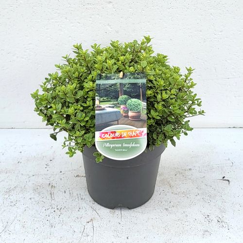 Pittosporum ten. 'Silver Ball' - 'Colours in Shape' p23