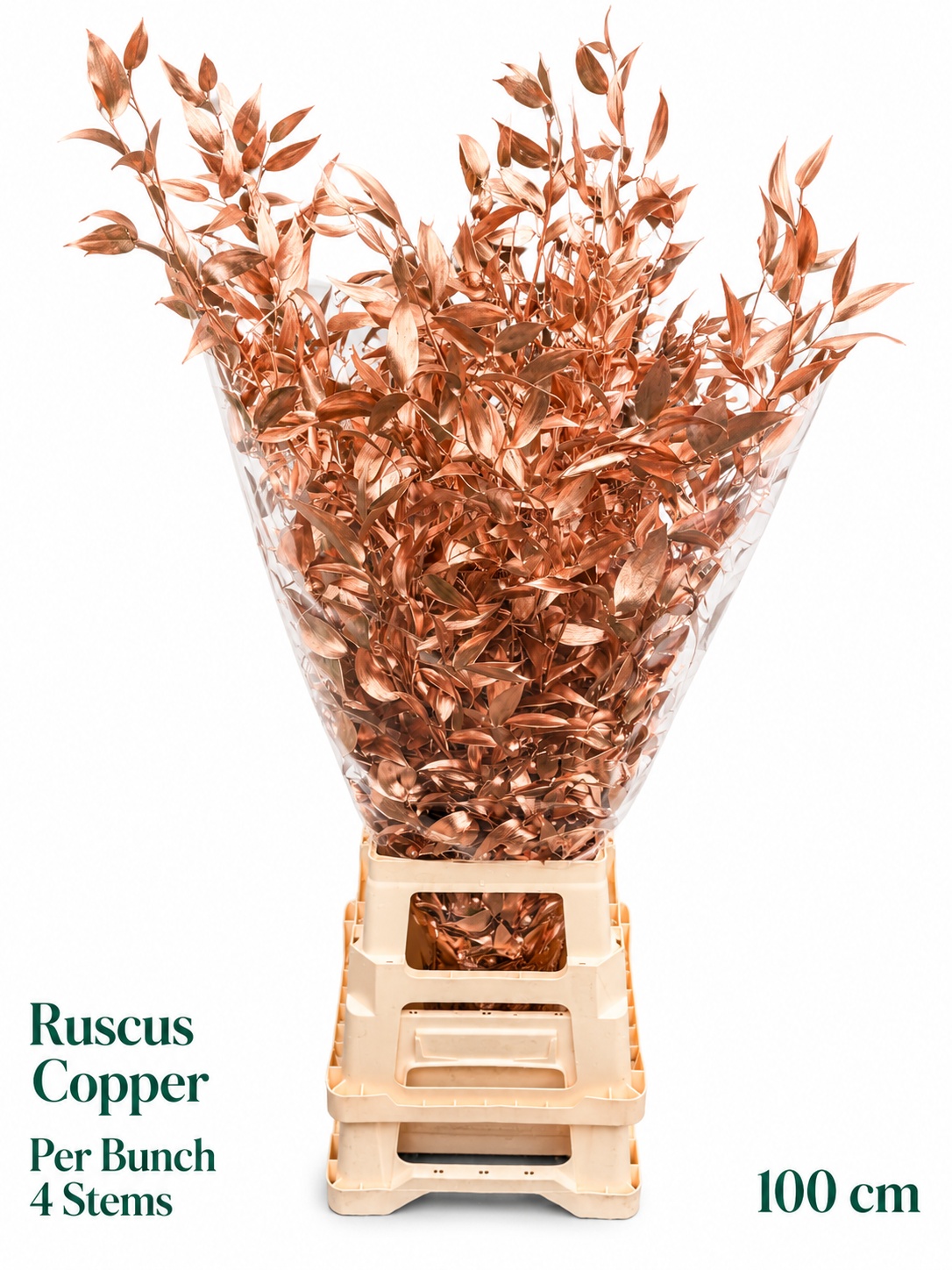 Ruscus Color Treated